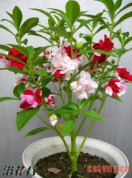 中国凤仙花怎么种