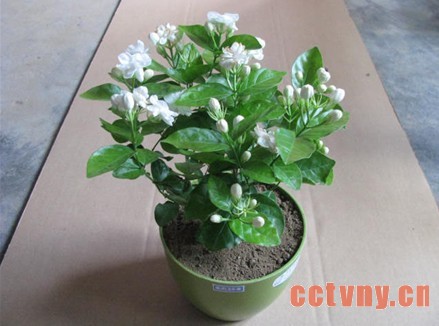 茉莉花越冬期间的养护指南