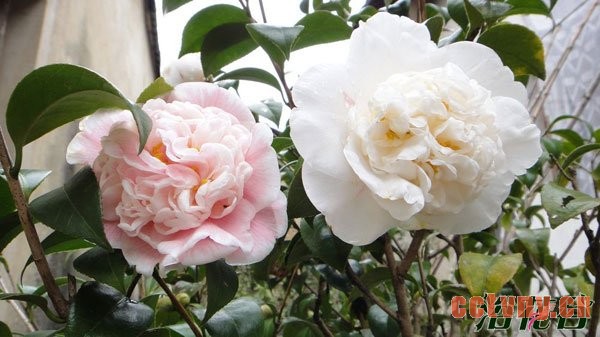 茶花怎么养(花友心得)