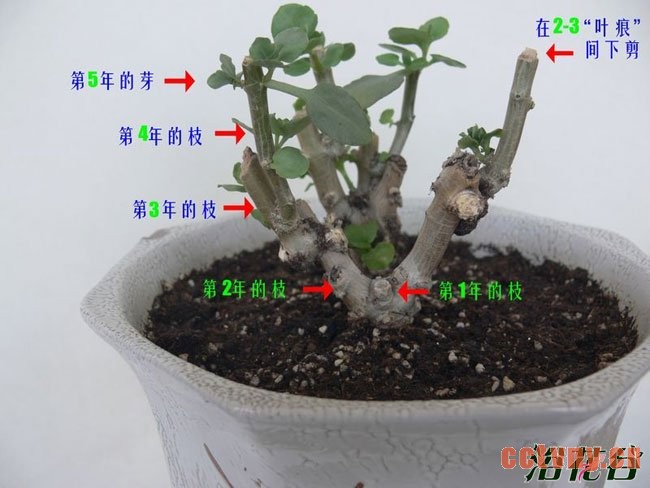 长寿花打顶与摘心(图解)