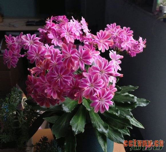 露薇花养殖方法(花友翻译国外资料)