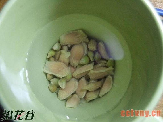 柚子种子盆栽