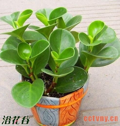 豆瓣绿怎么养