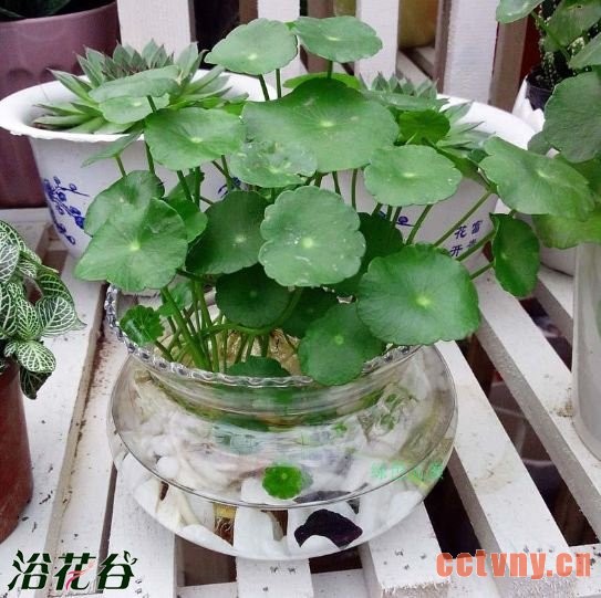 铜钱草种子如何种植