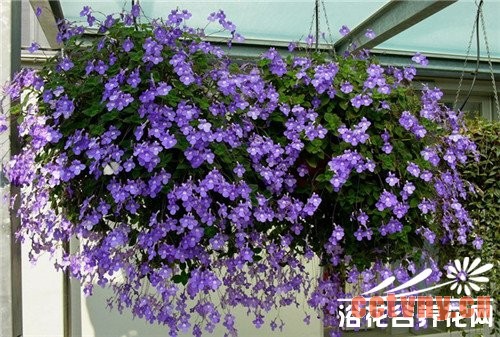如何养好海豚花