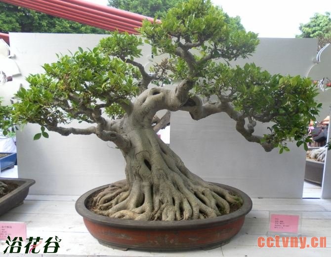 榕树的养殖方法和注意事项