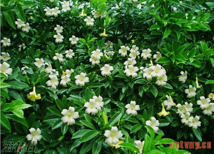 非洲茉莉的养殖方法和注意事项