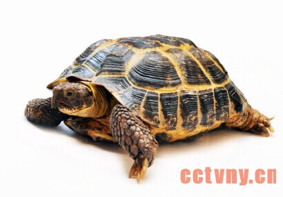 养殖金钱龟要注意pH值