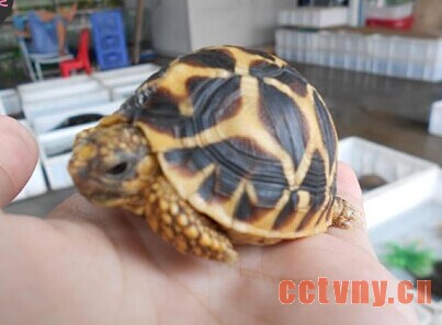 石金钱龟养殖经验