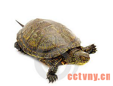 黄喉拟水龟的生活习性