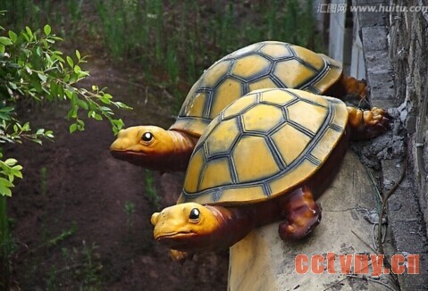 黄喉拟水龟的人工养殖技术