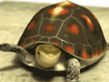 石金钱龟的产卵过程