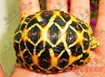 石金钱龟孵化方法