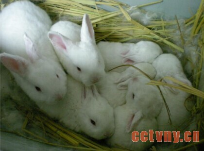 獭兔常见病预防技术