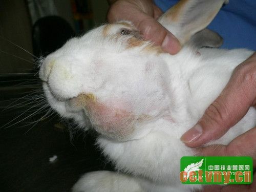 兔子养殖中疾病的防治
