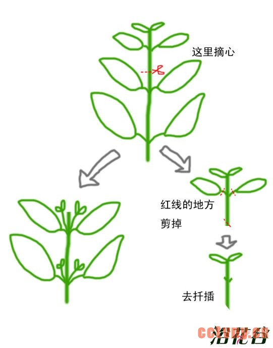 打顶是什么意思