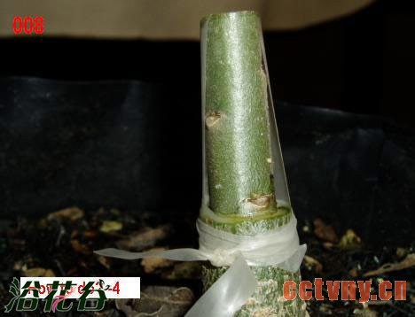 沙漠玫瑰嫁接方法(图文)