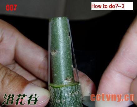 沙漠玫瑰嫁接方法(图文)
