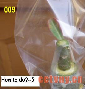 沙漠玫瑰嫁接方法(图文)