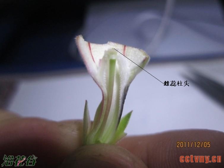 沙漠玫瑰授粉方法(图)
