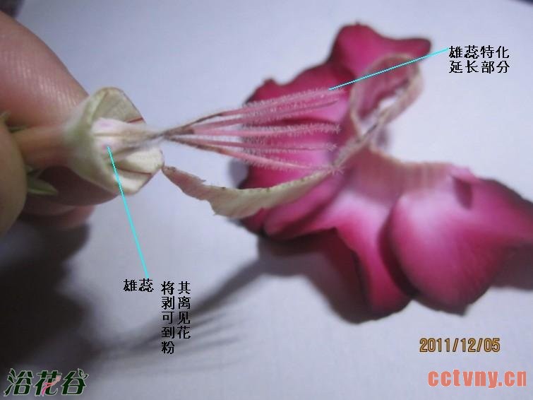 沙漠玫瑰授粉方法(图)