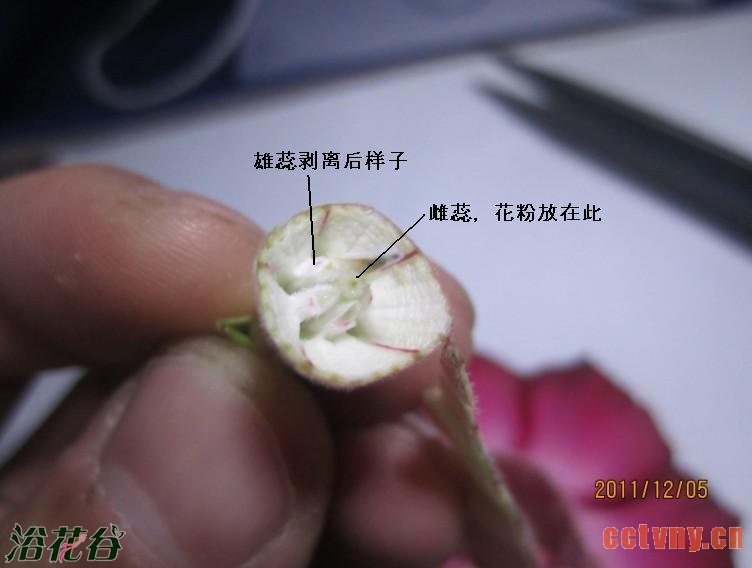 沙漠玫瑰授粉方法(图)