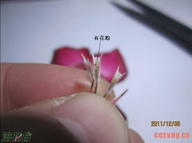沙漠玫瑰授粉方法(图)