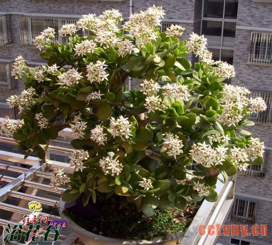 玉树什么时候开花