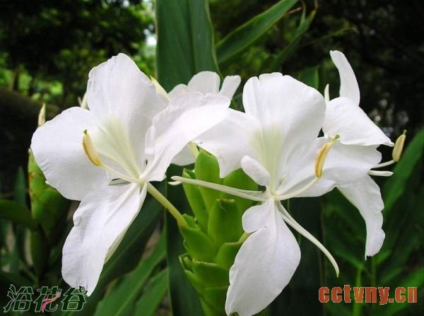 姜花怎么养