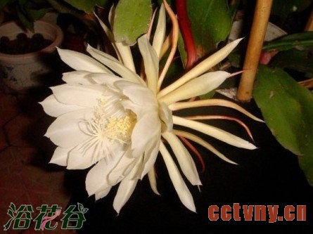 昙花什么时候开