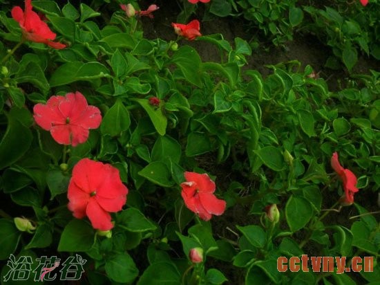 非洲凤仙花有毒吗