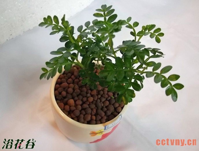 清香木有毒吗