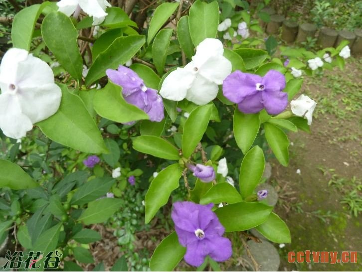 白茉莉花和五彩茉莉有什么区别