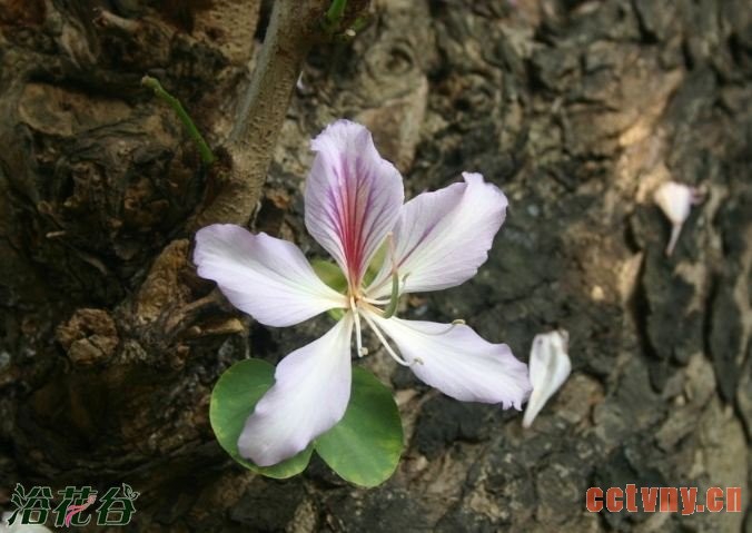 如何区分紫荆花与羊蹄甲花