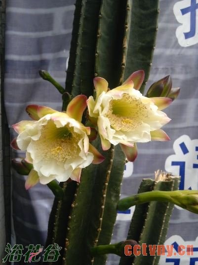 霸王鞭开花吗