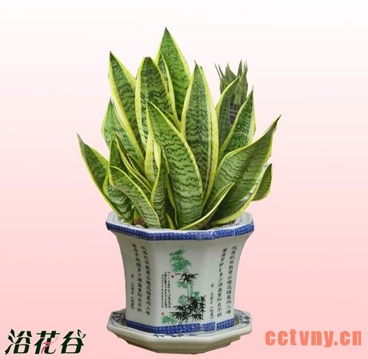 虎尾兰和虎皮兰的区别