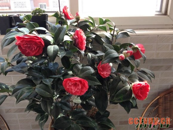 茶花怎么养(新手必看)