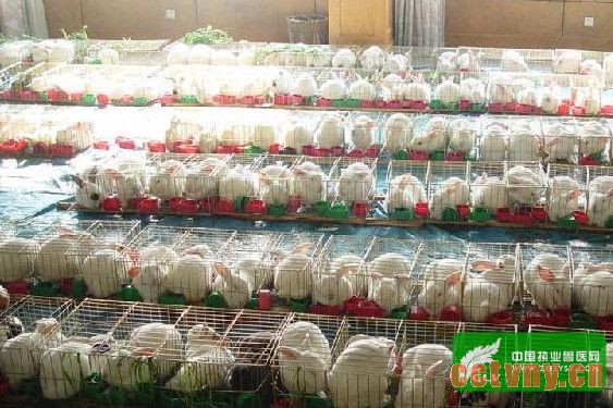 兔子养殖中疾病的防治