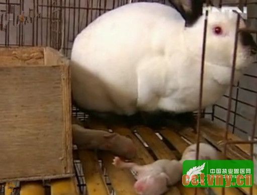 母兔养殖中疾病的治疗