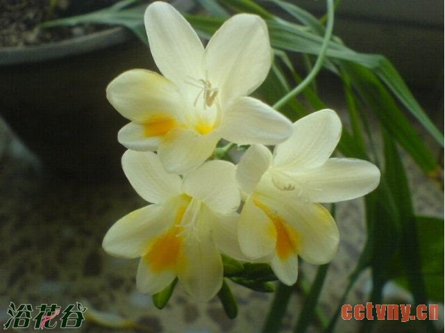小苍兰开花及花期