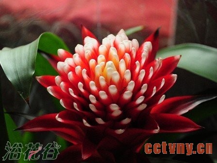 火炬花栽培的三个注意事项