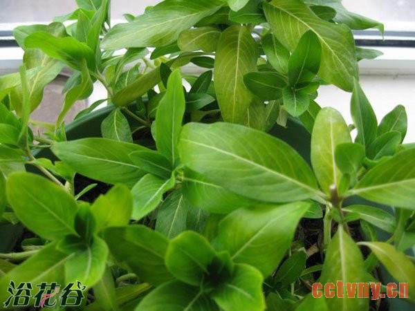 长春花怎么养_长春花黄叶现象解析