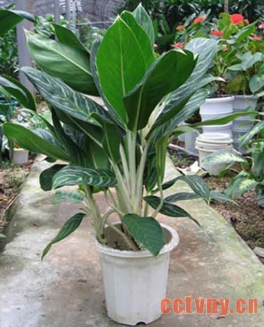 如何养好观叶植物