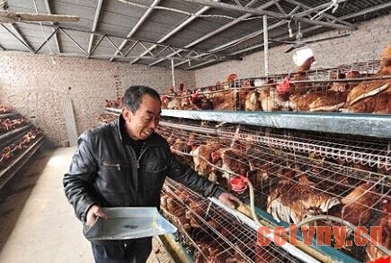 蛋鸡抓好细节减少饲料浪费