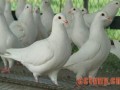 肉鸽，冬季养好长得壮