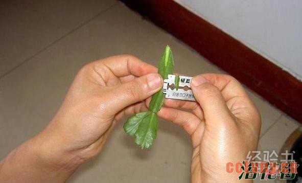 青叶麒麟嫁接蟹爪兰