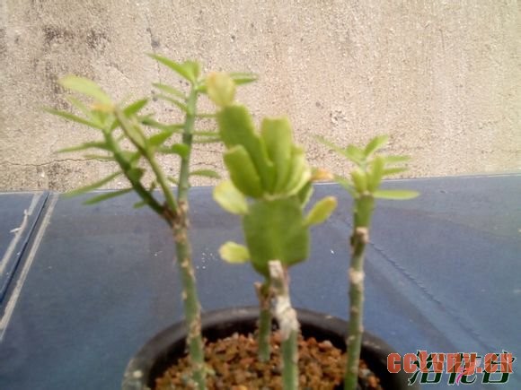 青叶麒麟嫁接蟹爪兰