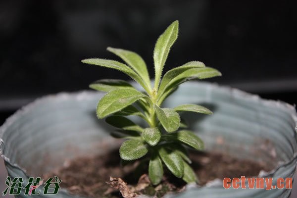 百万小玲的摘心方法（图文）