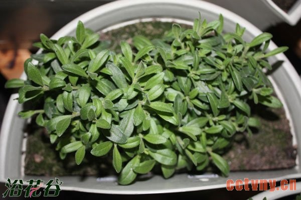 百万小玲的摘心方法（图文）