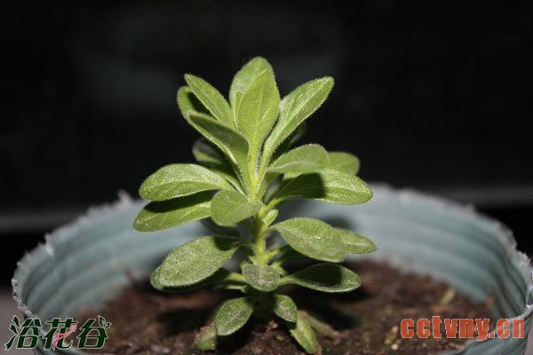 百万小玲的摘心方法（图文）